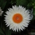 Bracteantha bracteata Xagros 'White' -- Strohblume
